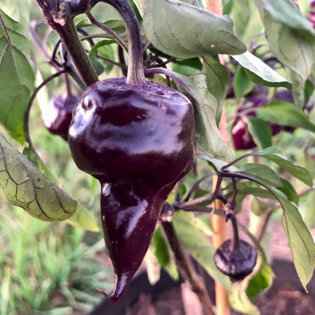 Sepia Reaper x Pimenta de Neyde Pepper Seeds
